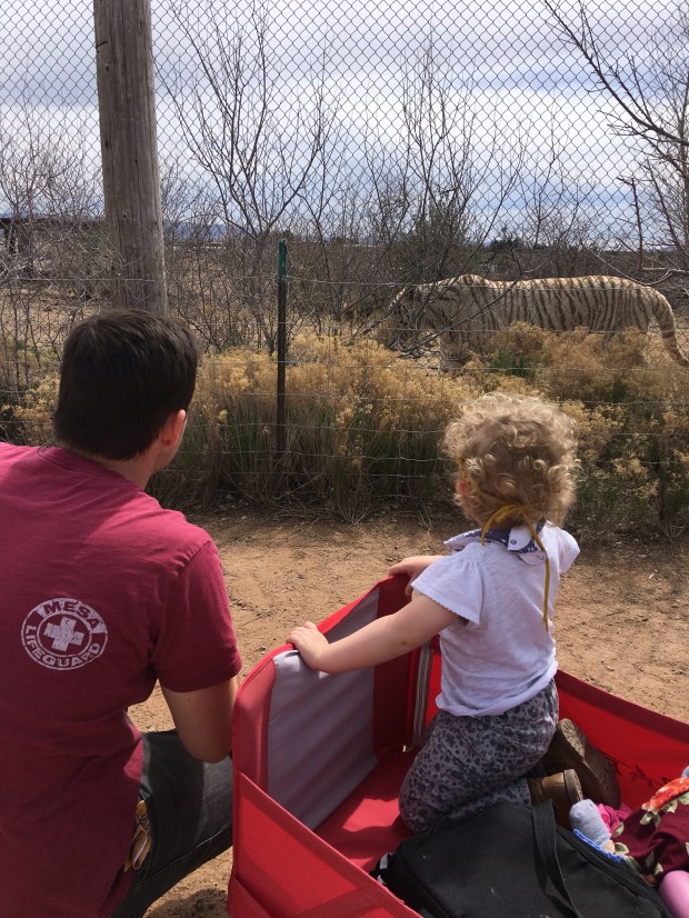Marc and Ruby watching the white tiger as it majestically paces too and fro. But let’s take a minute to admire Ruby’s curls on the back of her head. So good! 